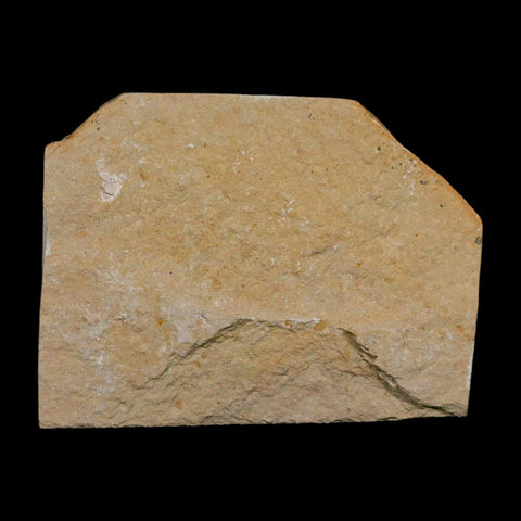 1.6" Fossil Shrimp Carpopenaeus Cretaceous Age 100 Mil Yrs Old Lebanon COA - Fossil Age Minerals