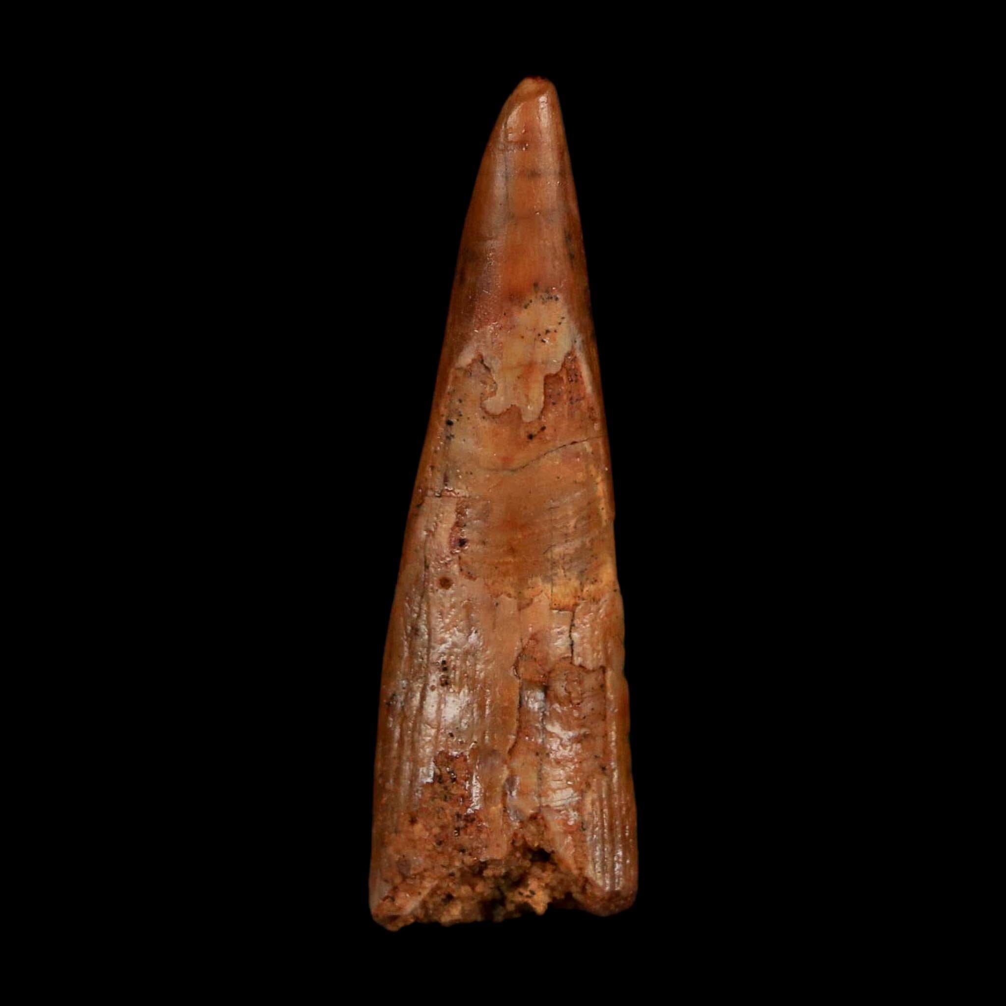 1.3" Pterosaur Coloborhynchus Fossil Tooth Upper Cretaceous Morocco COA, Display - Fossil Age Minerals