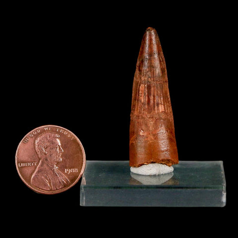 1.5" Spinosaurus Fossil Tooth 100 Million Years Old Cretaceous Dinosaur COA Stand