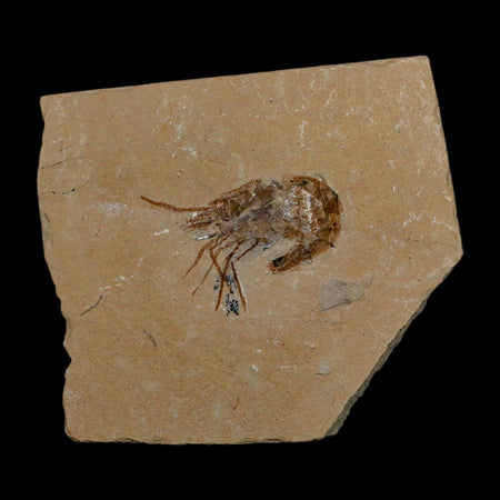 1.7" Fossil Shrimp Carpopenaeus Cretaceous Age 100 Mil Yrs Old Lebanon COA