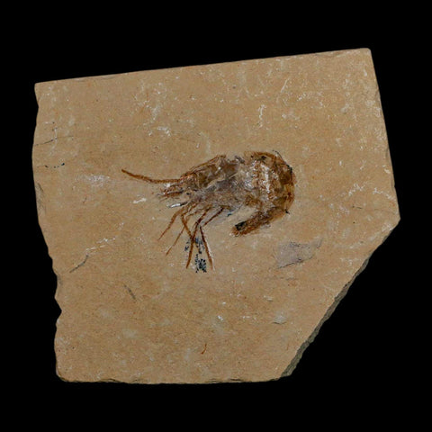 1.7" Fossil Shrimp Carpopenaeus Cretaceous Age 100 Mil Yrs Old Lebanon COA - Fossil Age Minerals