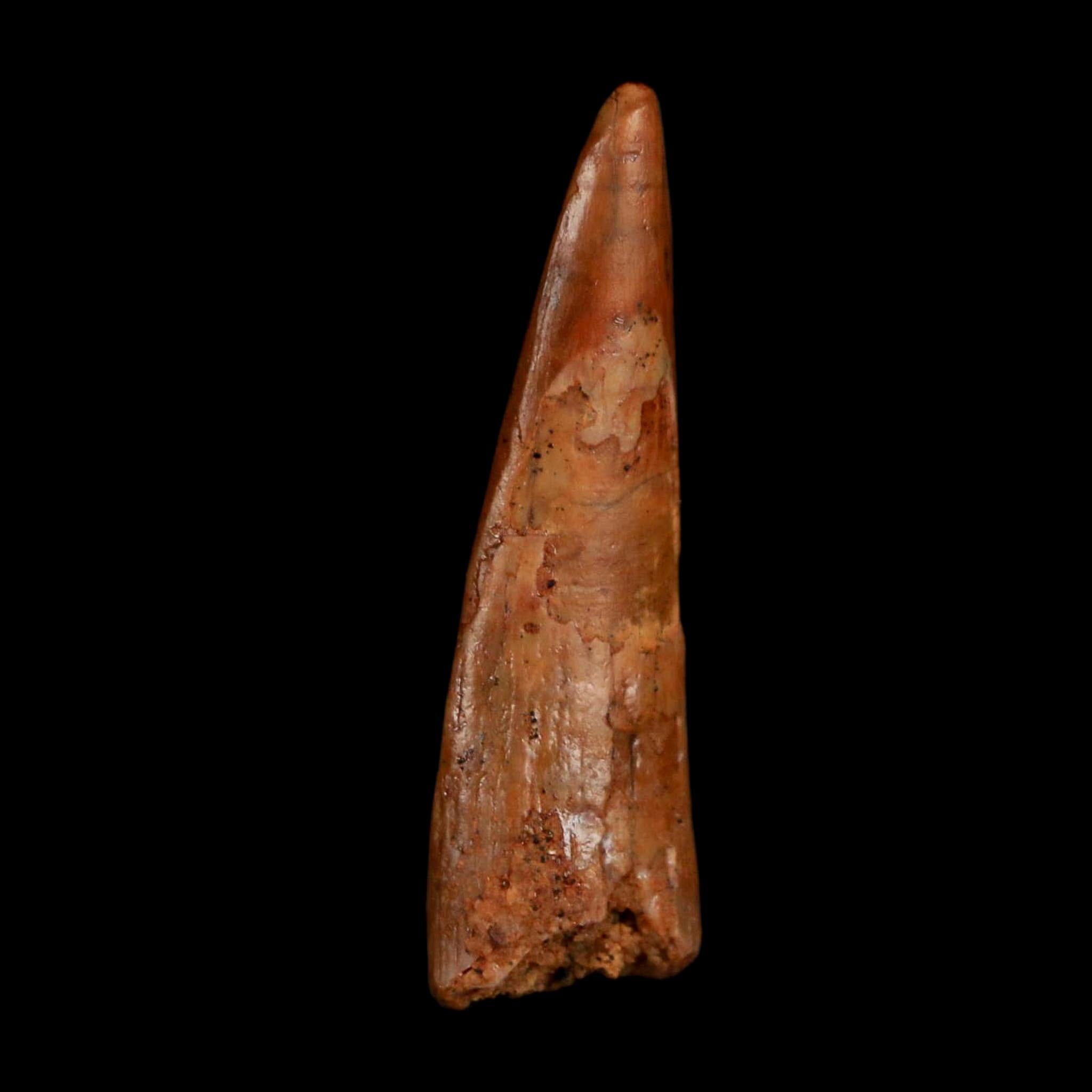 1.3" Pterosaur Coloborhynchus Fossil Tooth Upper Cretaceous Morocco COA, Display - Fossil Age Minerals