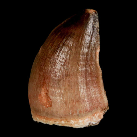 1.5" Mosasaur Prognathodon Fossil Tooth Cretaceous Dinosaur Era COA, Stand - Fossil Age Minerals