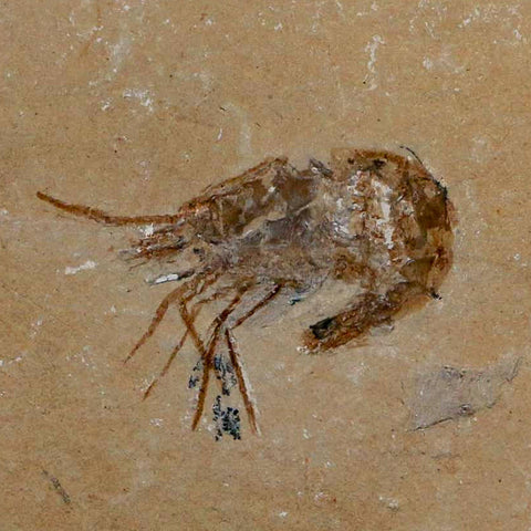 1.7" Fossil Shrimp Carpopenaeus Cretaceous Age 100 Mil Yrs Old Lebanon COA - Fossil Age Minerals