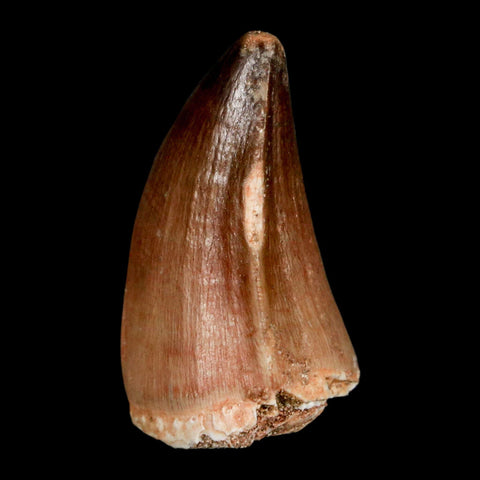 1.5" Mosasaur Prognathodon Fossil Tooth Cretaceous Dinosaur Era COA, Stand - Fossil Age Minerals