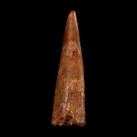 1.3" Pterosaur Coloborhynchus Fossil Tooth Upper Cretaceous Morocco COA, Display - Fossil Age Minerals