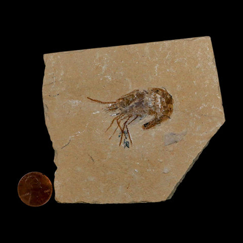 1.7" Fossil Shrimp Carpopenaeus Cretaceous Age 100 Mil Yrs Old Lebanon COA - Fossil Age Minerals