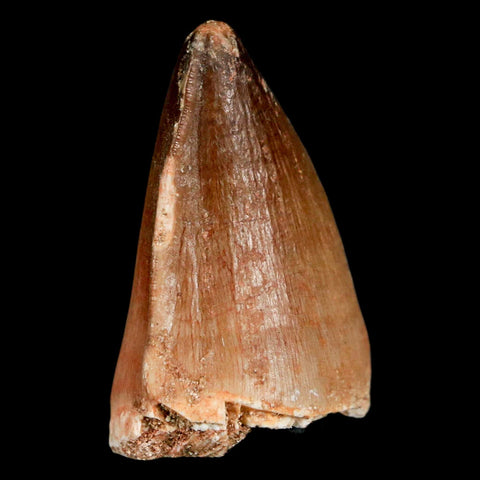 1.5" Mosasaur Prognathodon Fossil Tooth Cretaceous Dinosaur Era COA, Stand - Fossil Age Minerals