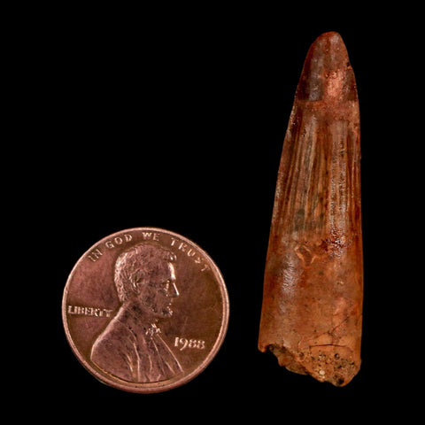 1.6" Spinosaurus Fossil Tooth 100 Million Years Old Cretaceous Dinosaur COA Stand