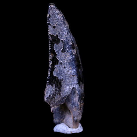 0.8" Dakotaraptor Serrated Tooth Fossil Raptor Hell Creek South Dakota COA, Display - Fossil Age Minerals
