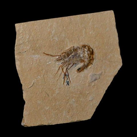 1.7" Fossil Shrimp Carpopenaeus Cretaceous Age 100 Mil Yrs Old Lebanon COA - Fossil Age Minerals