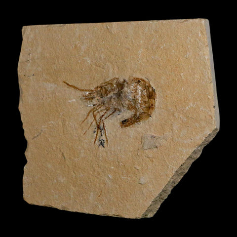 1.7" Fossil Shrimp Carpopenaeus Cretaceous Age 100 Mil Yrs Old Lebanon COA - Fossil Age Minerals