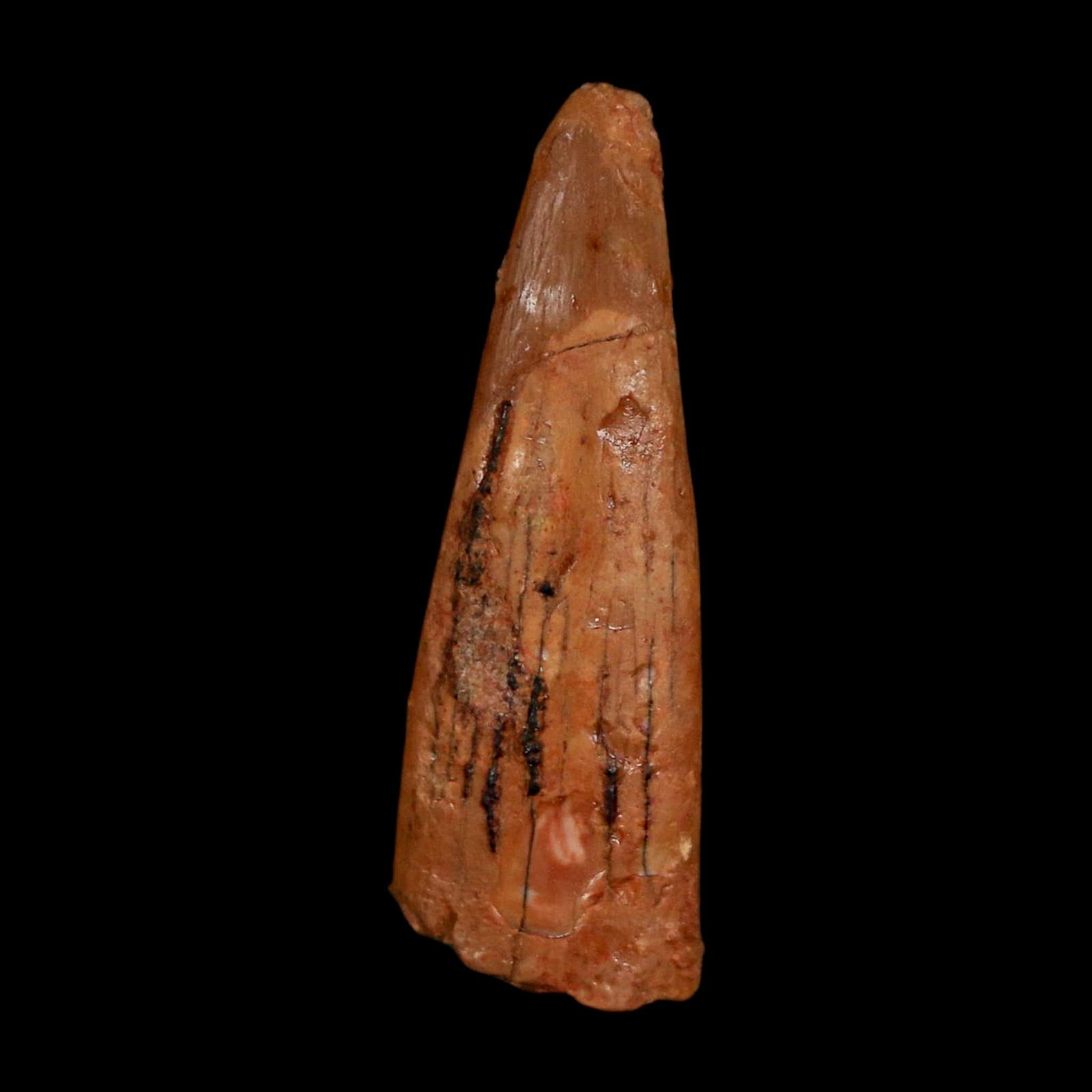 1.1" Pterosaur Coloborhynchus Fossil Tooth Upper Cretaceous Morocco COA, Display - Fossil Age Minerals