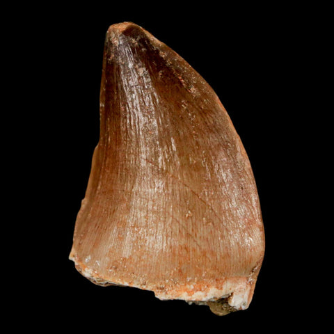 1.5" Mosasaur Prognathodon Fossil Tooth Cretaceous Dinosaur Era COA, Stand - Fossil Age Minerals