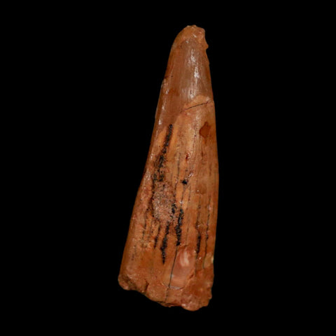 1.1" Pterosaur Coloborhynchus Fossil Tooth Upper Cretaceous Morocco COA, Display - Fossil Age Minerals