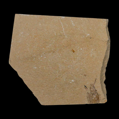 1.7" Fossil Shrimp Carpopenaeus Cretaceous Age 100 Mil Yrs Old Lebanon COA - Fossil Age Minerals