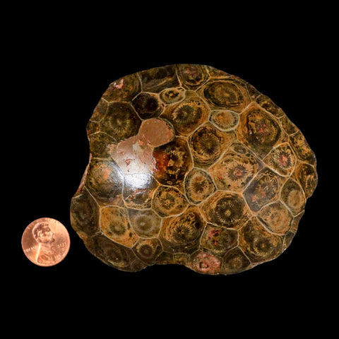 3.7" Polished Hexagonaria Coral Fossil Devonian Age 350 Million Yrs Old Morocco - Fossil Age Minerals