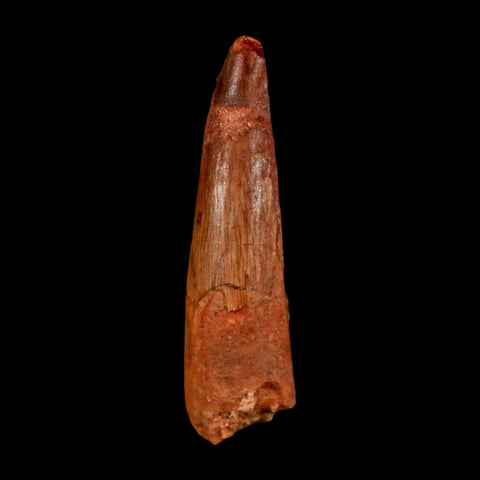 1.6" Spinosaurus Fossil Tooth 100 Million Years Old Cretaceous Dinosaur COA Stand
