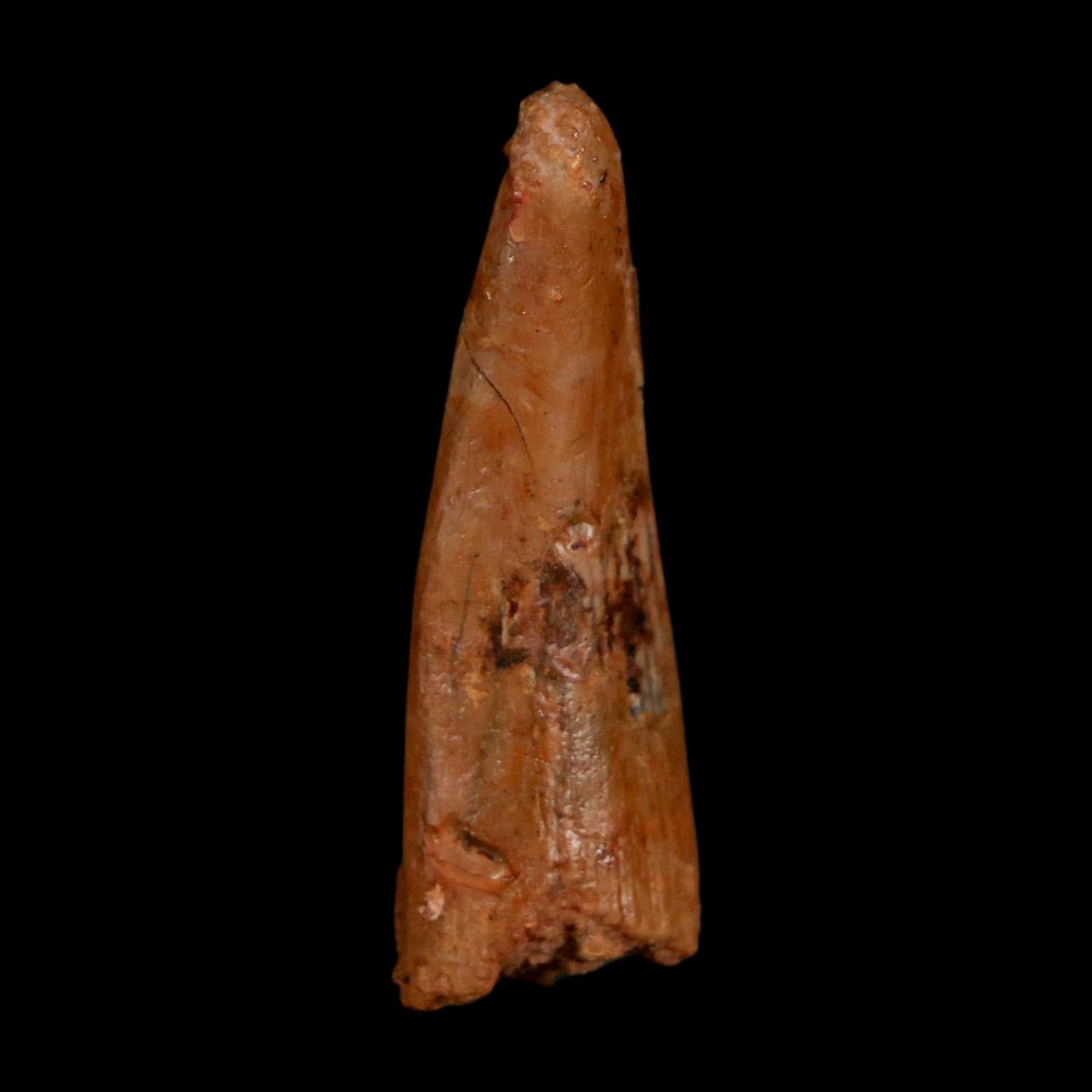 1.1" Pterosaur Coloborhynchus Fossil Tooth Upper Cretaceous Morocco COA, Display - Fossil Age Minerals