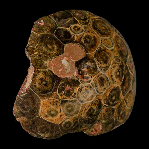 3.7" Polished Hexagonaria Coral Fossil Devonian Age 350 Million Yrs Old Morocco - Fossil Age Minerals