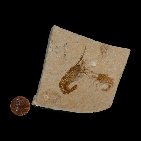 2 Two Fossil Shrimp Carpopenaeus Cretaceous Age 100 Mil Yrs Old Lebanon COA - Fossil Age Minerals