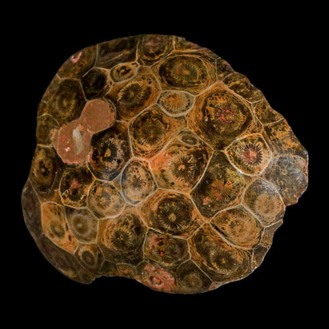 3.7" Polished Hexagonaria Coral Fossil Devonian Age 350 Million Yrs Old Morocco - Fossil Age Minerals