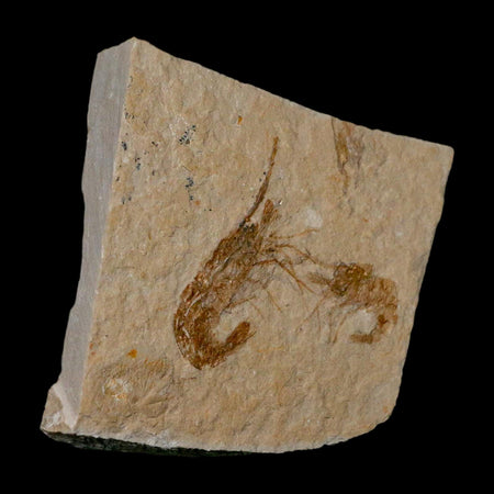 2 Two Fossil Shrimp Carpopenaeus Cretaceous Age 100 Mil Yrs Old Lebanon COA