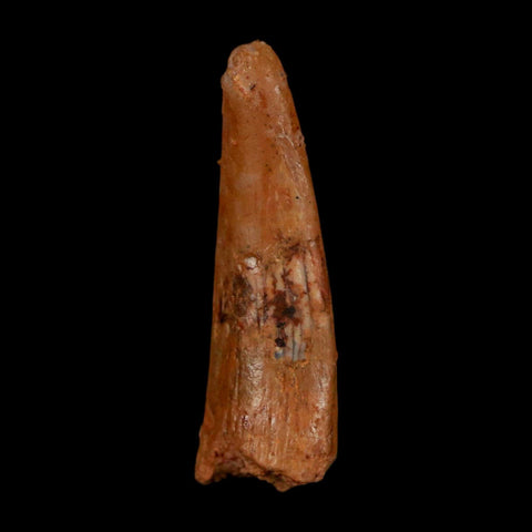 1.1" Pterosaur Coloborhynchus Fossil Tooth Upper Cretaceous Morocco COA, Display - Fossil Age Minerals