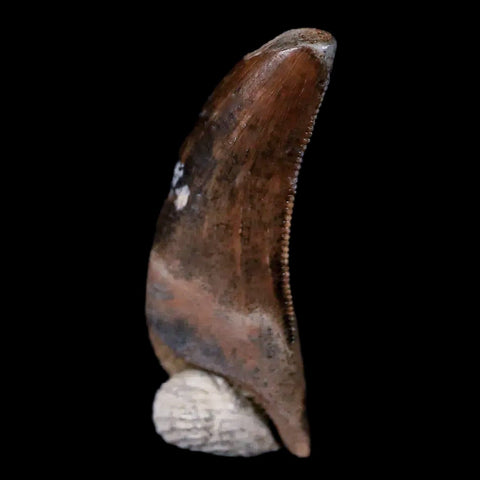 0.7" Dakotaraptor Serrated Tooth Fossil Rooted Raptor Hell Creek FM Montana COA - Fossil Age Minerals
