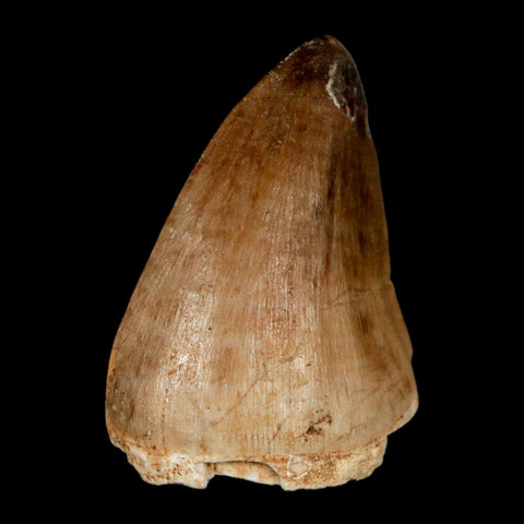 1.6" Mosasaur Prognathodon Fossil Tooth Cretaceous Dinosaur Era COA, Stand - Fossil Age Minerals