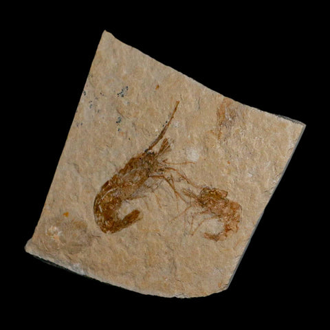 2 Two Fossil Shrimp Carpopenaeus Cretaceous Age 100 Mil Yrs Old Lebanon COA - Fossil Age Minerals