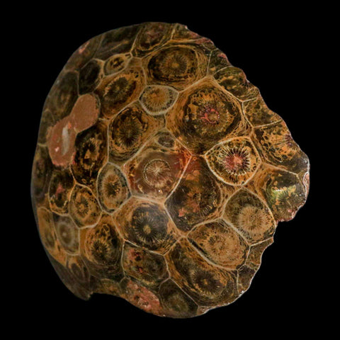 3.7" Polished Hexagonaria Coral Fossil Devonian Age 350 Million Yrs Old Morocco - Fossil Age Minerals