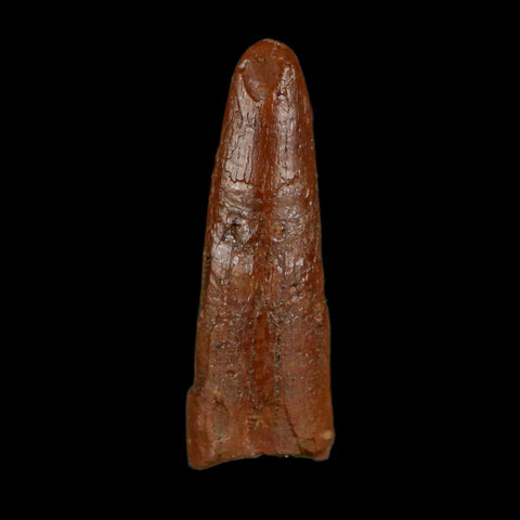 0.6" Pterosaur Coloborhynchus Fossil Tooth Upper Cretaceous Morocco COA, Display - Fossil Age Minerals