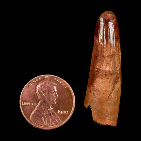 1.6" Spinosaurus Fossil Tooth 100 Million Years Old Cretaceous Dinosaur COA Stand