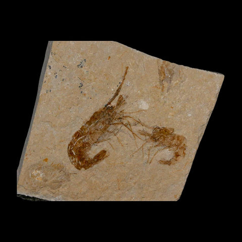 2 Two Fossil Shrimp Carpopenaeus Cretaceous Age 100 Mil Yrs Old Lebanon COA - Fossil Age Minerals