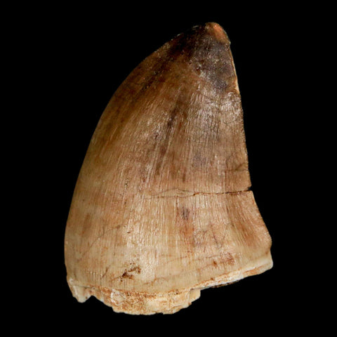 1.6" Mosasaur Prognathodon Fossil Tooth Cretaceous Dinosaur Era COA, Stand - Fossil Age Minerals