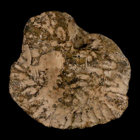 3.7" Polished Hexagonaria Coral Fossil Devonian Age 350 Million Yrs Old Morocco - Fossil Age Minerals