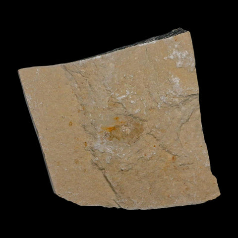 2 Two Fossil Shrimp Carpopenaeus Cretaceous Age 100 Mil Yrs Old Lebanon COA - Fossil Age Minerals