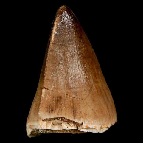 1.6" Mosasaur Prognathodon Fossil Tooth Cretaceous Dinosaur Era COA, Stand - Fossil Age Minerals