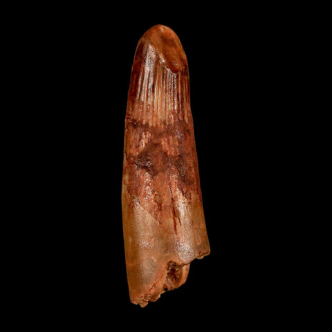1.6" Spinosaurus Fossil Tooth 100 Million Years Old Cretaceous Dinosaur COA Stand