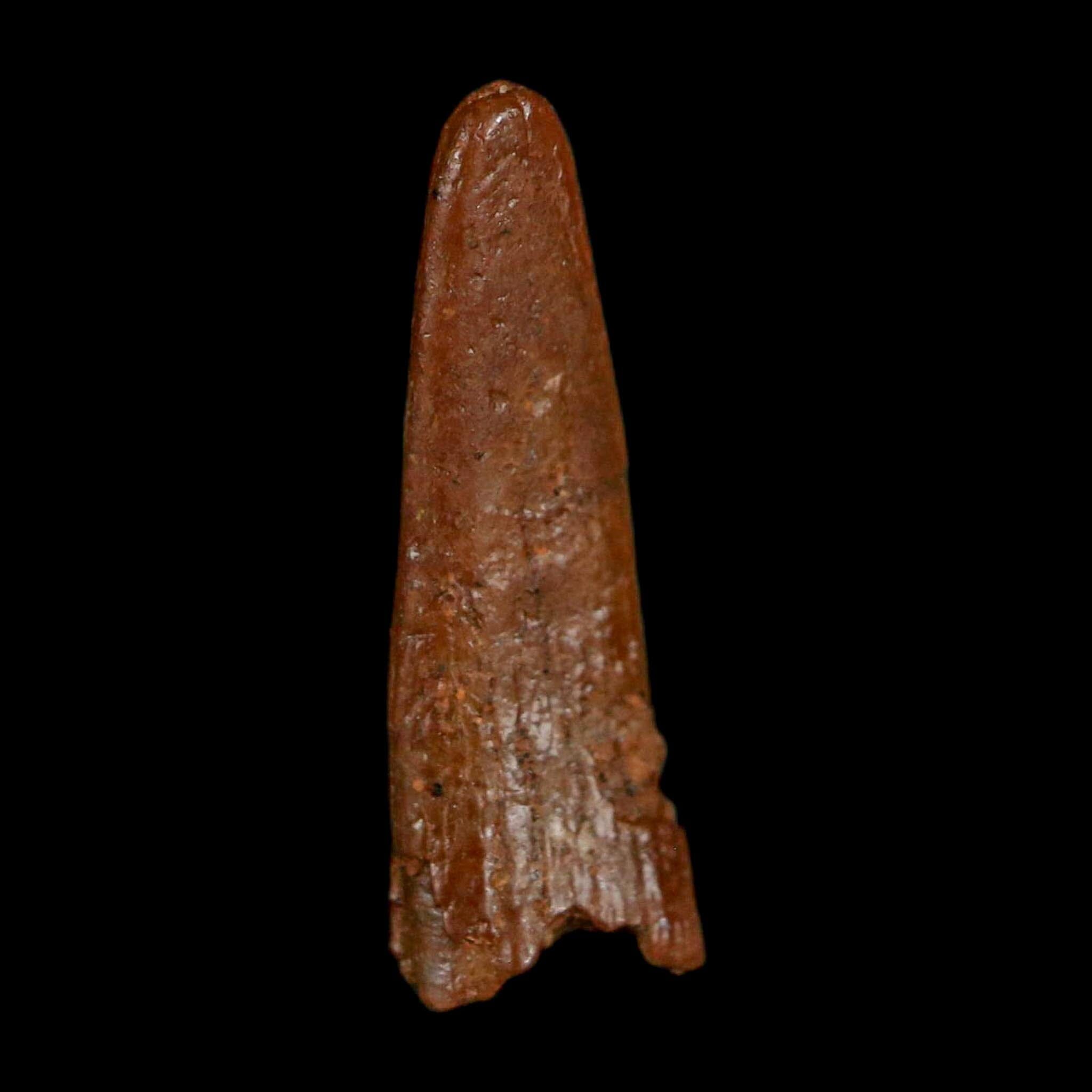 0.6" Pterosaur Coloborhynchus Fossil Tooth Upper Cretaceous Morocco COA, Display - Fossil Age Minerals