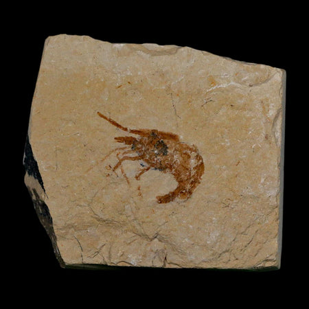 1.1" Fossil Shrimp Carpopenaeus Cretaceous Age 100 Mil Yrs Old Lebanon COA