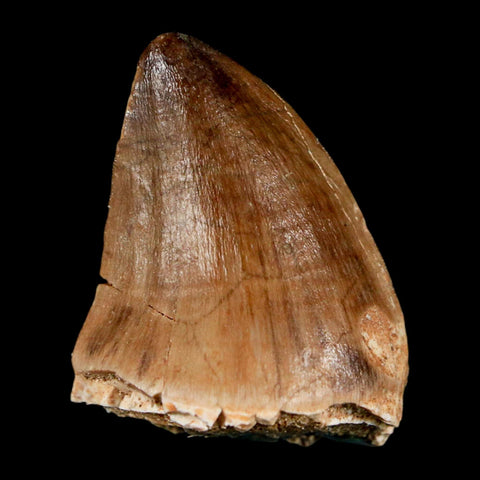 1.6" Mosasaur Prognathodon Fossil Tooth Cretaceous Dinosaur Era COA, Stand - Fossil Age Minerals