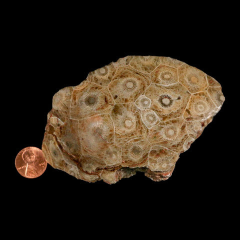 4.2" Polished Hexagonaria Coral Fossil Devonian Age 350 Million Yrs Old Morocco - Fossil Age Minerals