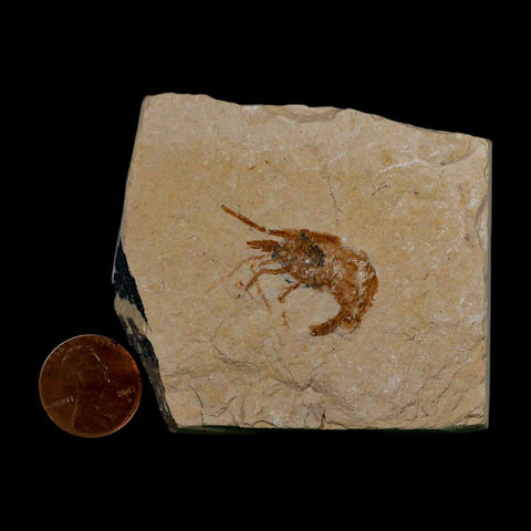 1.1" Fossil Shrimp Carpopenaeus Cretaceous Age 100 Mil Yrs Old Lebanon COA - Fossil Age Minerals