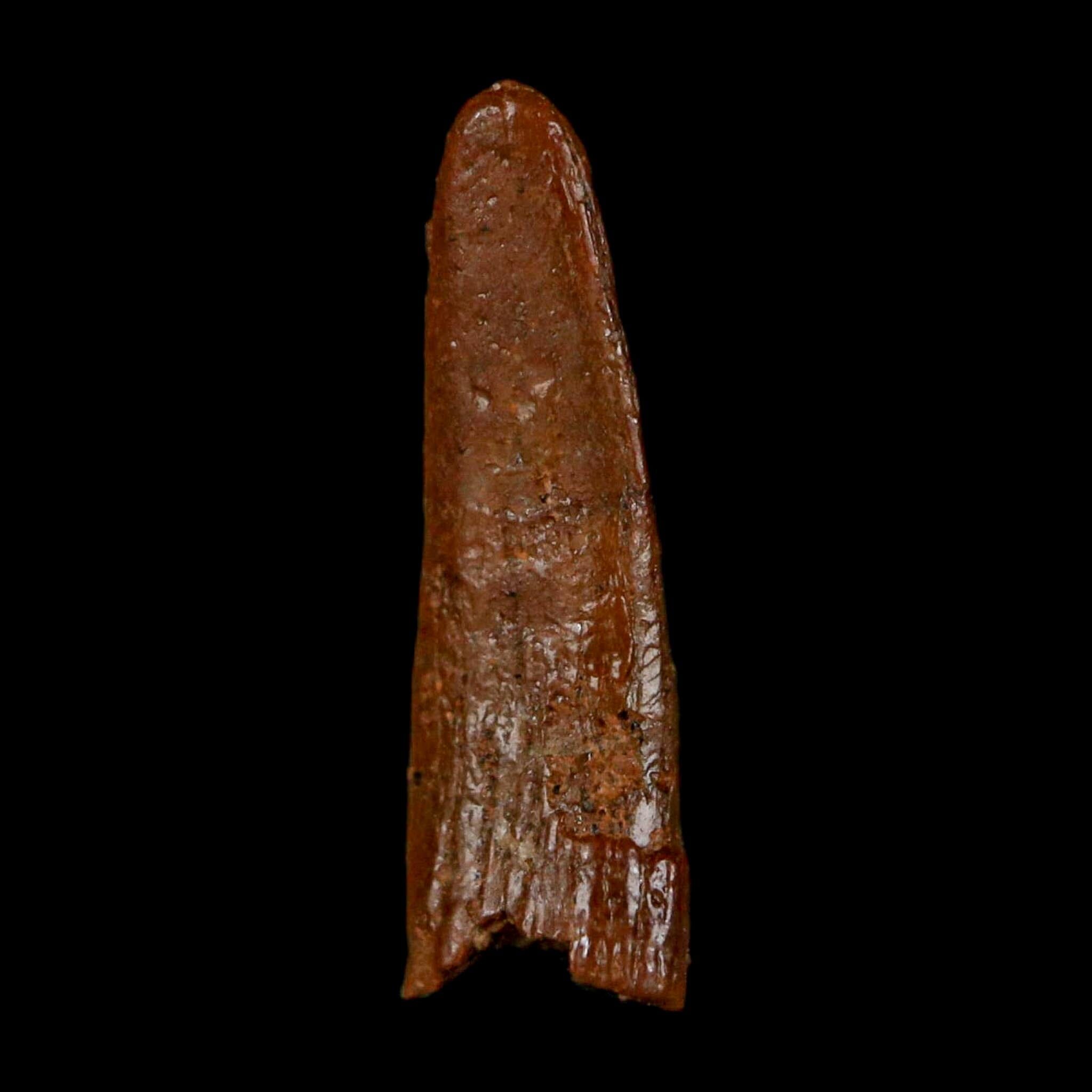 0.6" Pterosaur Coloborhynchus Fossil Tooth Upper Cretaceous Morocco COA, Display - Fossil Age Minerals