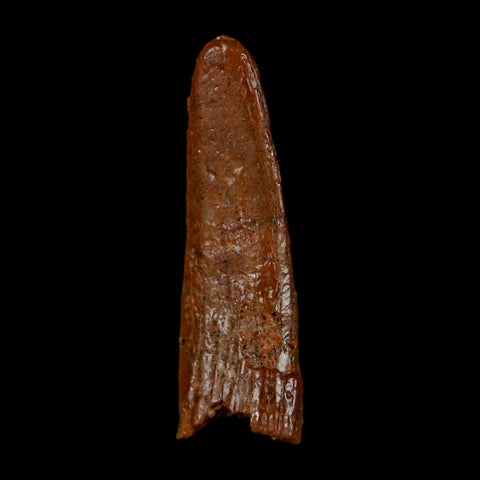 0.6" Pterosaur Coloborhynchus Fossil Tooth Upper Cretaceous Morocco COA, Display - Fossil Age Minerals