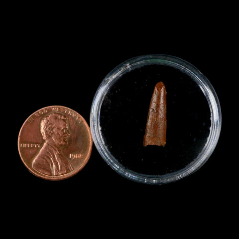 0.6" Pterosaur Coloborhynchus Fossil Tooth Upper Cretaceous Morocco COA, Display - Fossil Age Minerals