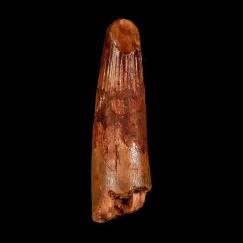 1.6" Spinosaurus Fossil Tooth 100 Million Years Old Cretaceous Dinosaur COA Stand