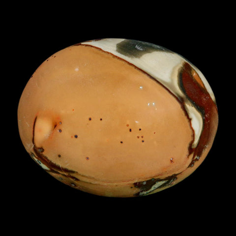 2.5" Polychrome Jasper Natural Polished Mineral Palm Stone Madagascar